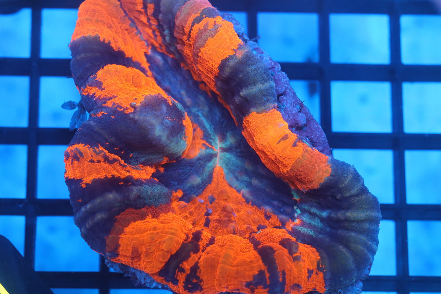 Warpaint Scoly (D14)