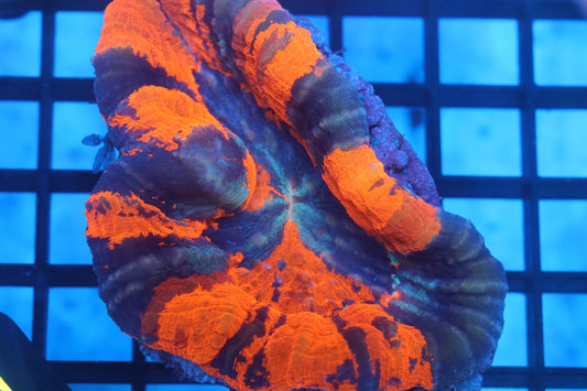 Warpaint Scoly (D14)