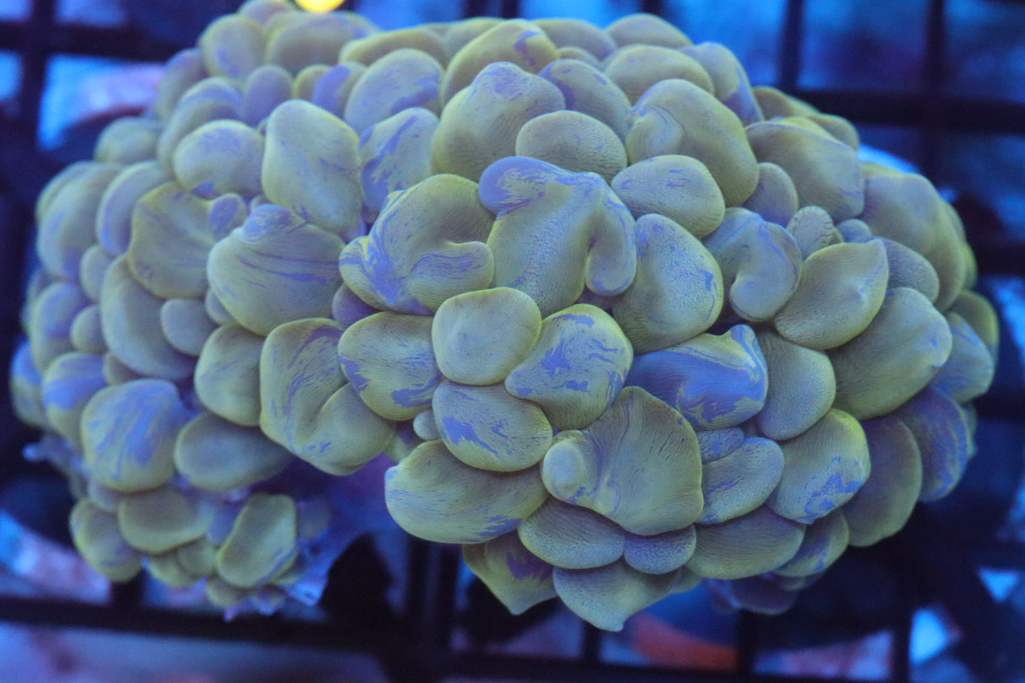 Neon Splatter Bubble Coral (D140)