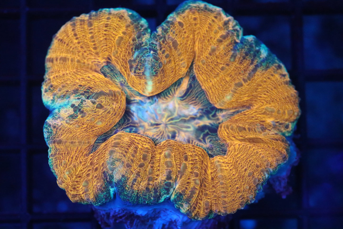 Orange Rim Lobo (D143)