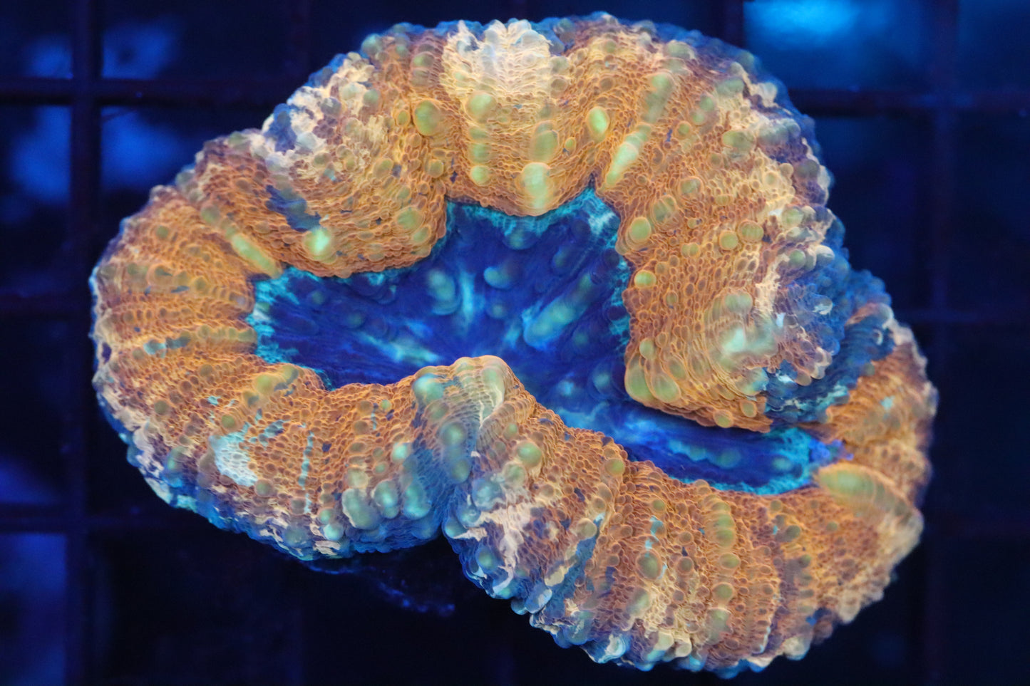 Orange Rim Lobo (D144)