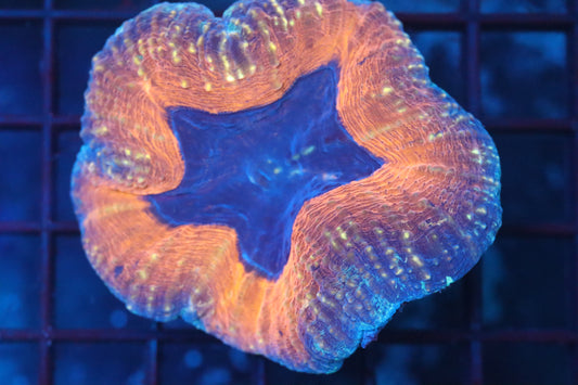 Orange Rim Lobo (D145)