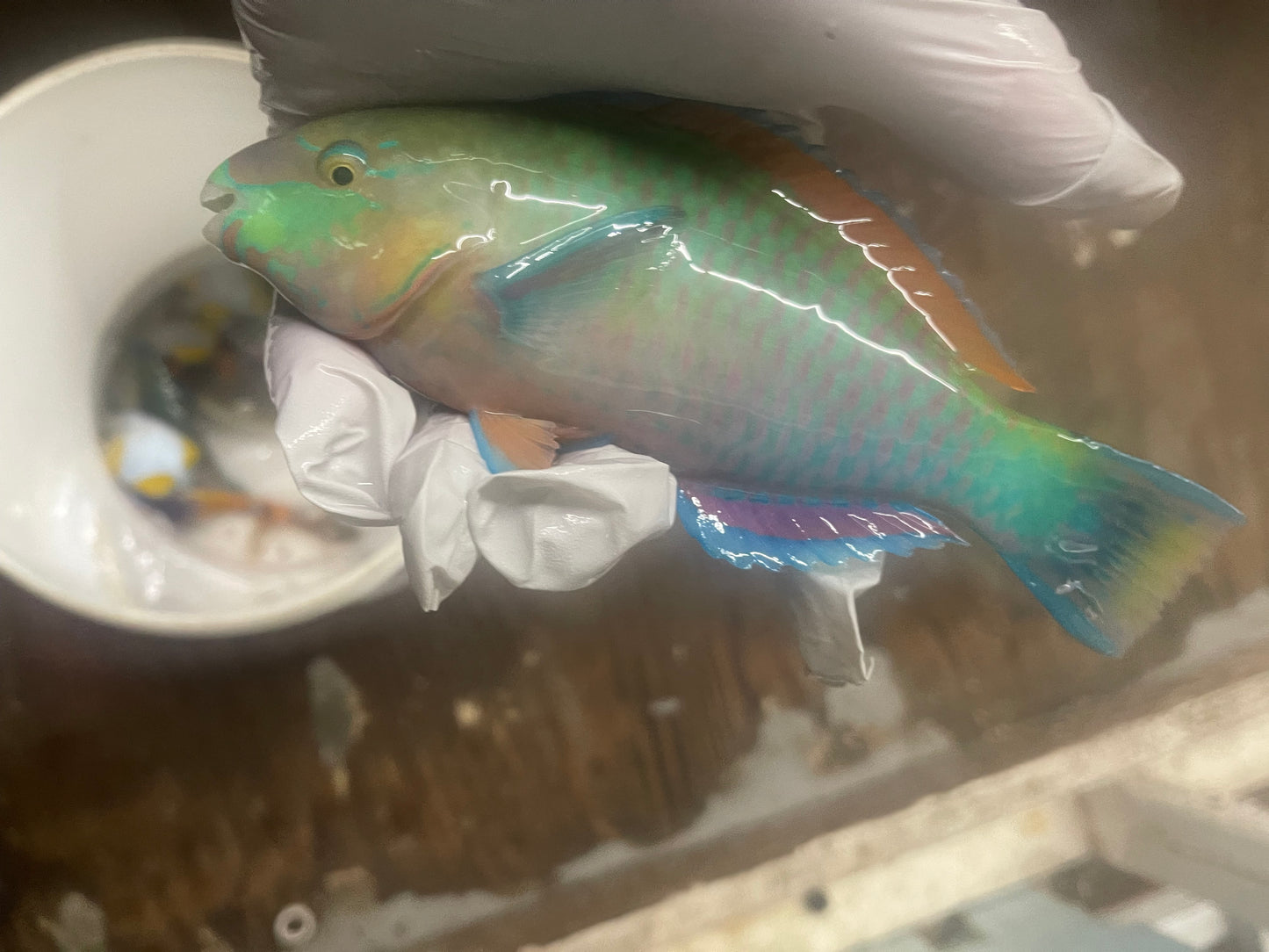 Green Parrotfish (7-8")