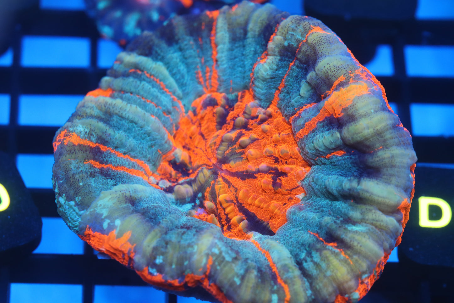 Warpaint Scoly (D17)