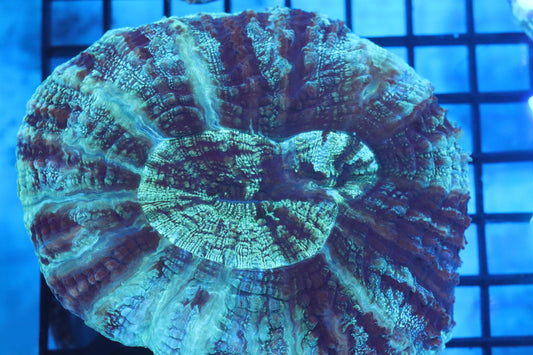 Aussie Acantho (D180) Large