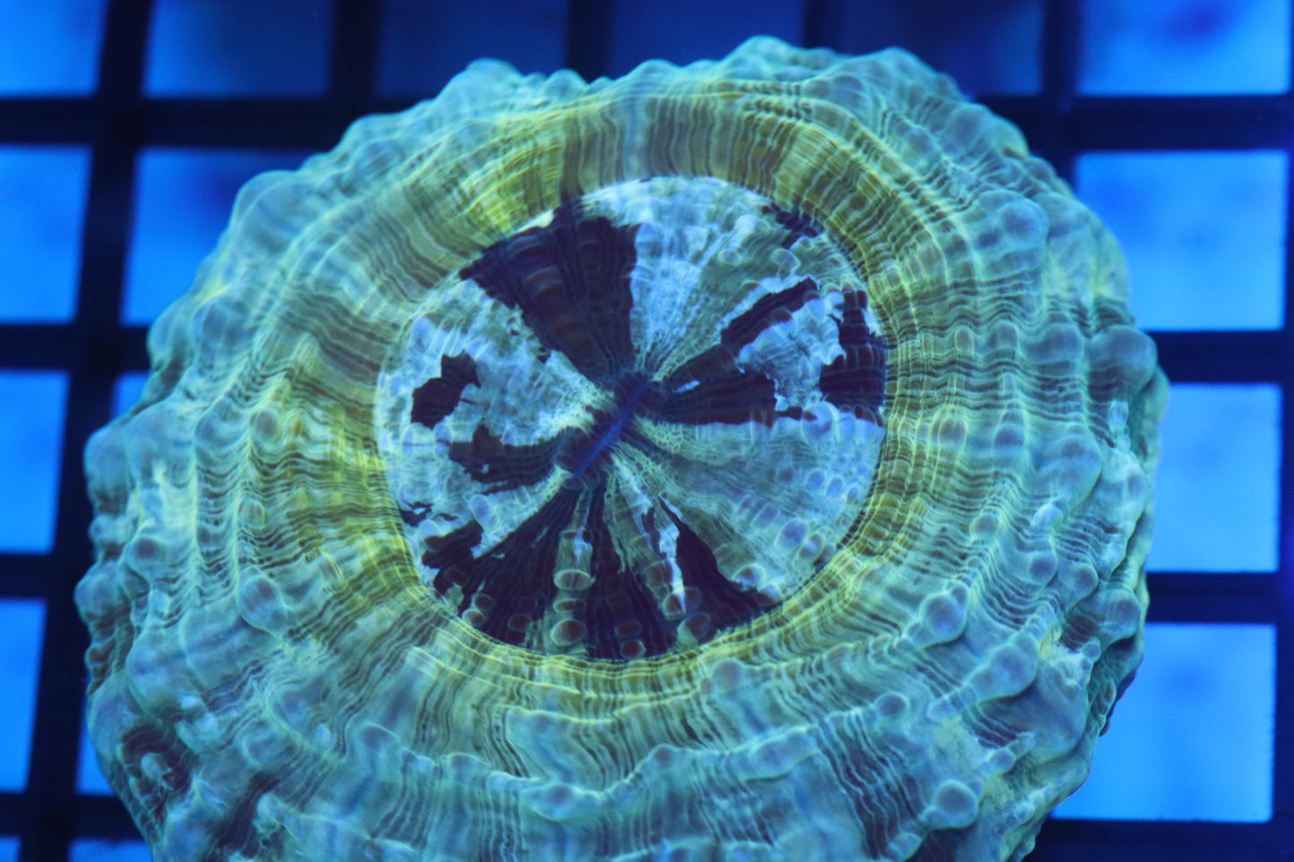 Aussie Acantho (D183) Small