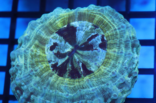 Aussie Acantho (D183) Small