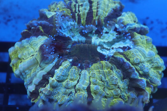 Aussie Acantho (D187) Small