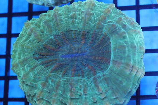 Aussie Acantho (D189) Medium