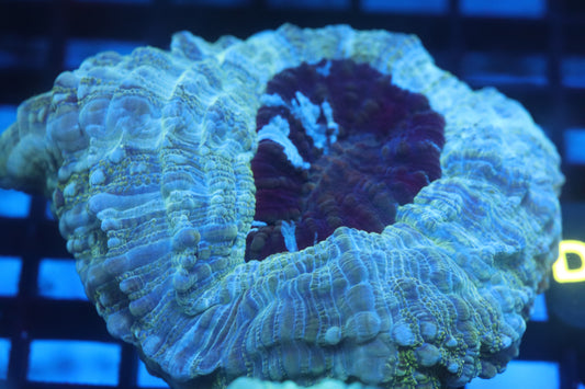 Aussie Acantho (D191) Small