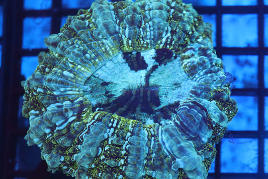 Aussie Acantho (D192) Small