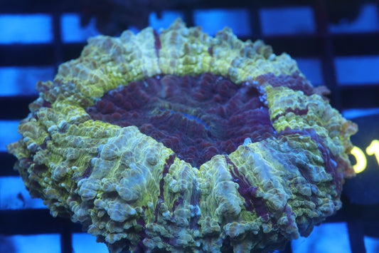 Aussie Acantho (D194) Small