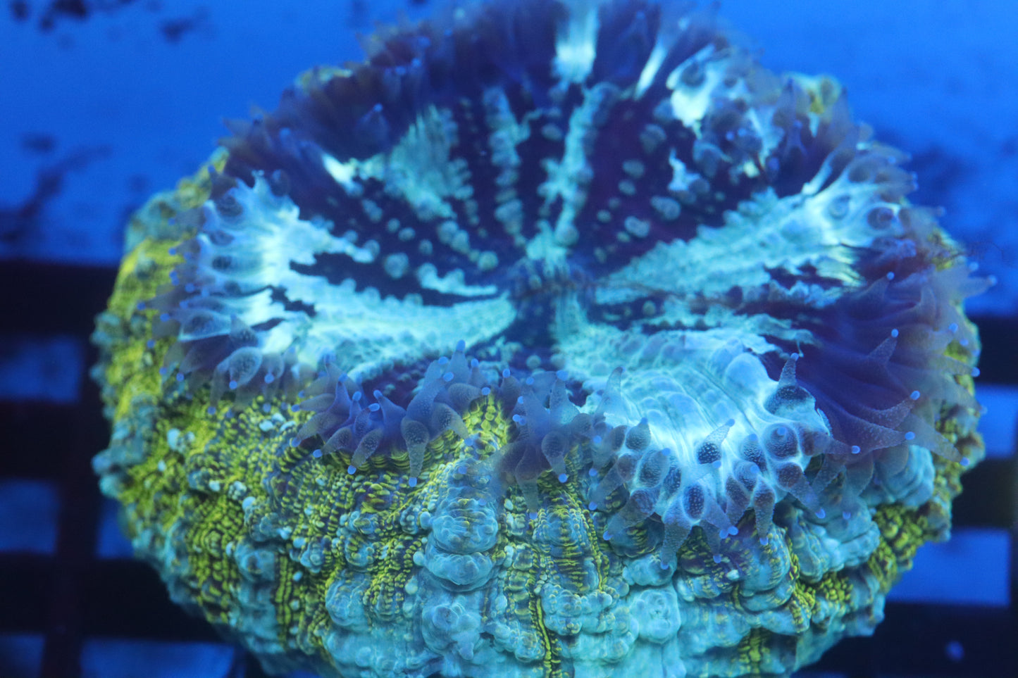 Aussie Acantho (D196) Small