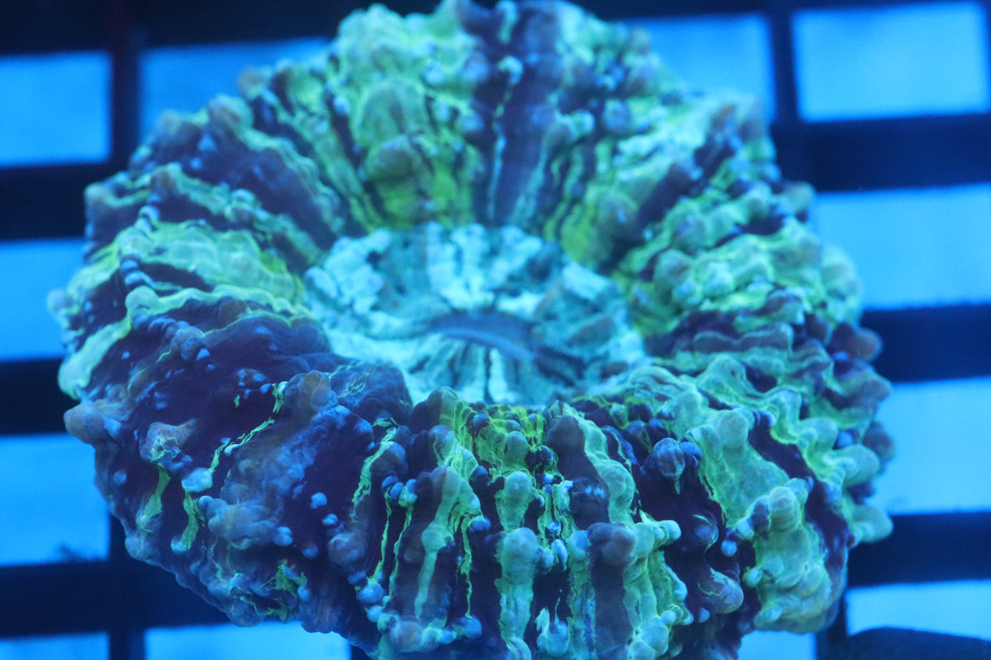 Aussie Acantho (D198) Small