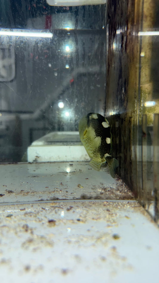 Yellow Spot (Starry) Trigger Fish | Abalistes stellatus (4")