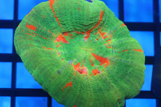 Bleeding Apple Scoly (D20)