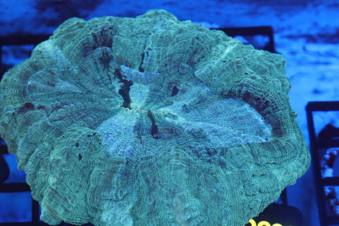 Aussie Acantho (D200) Large