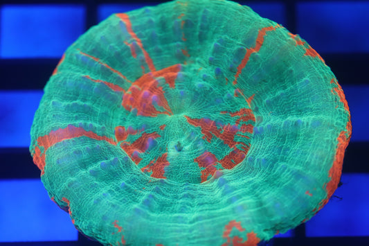 Bleeding Apple Scoly (D25)