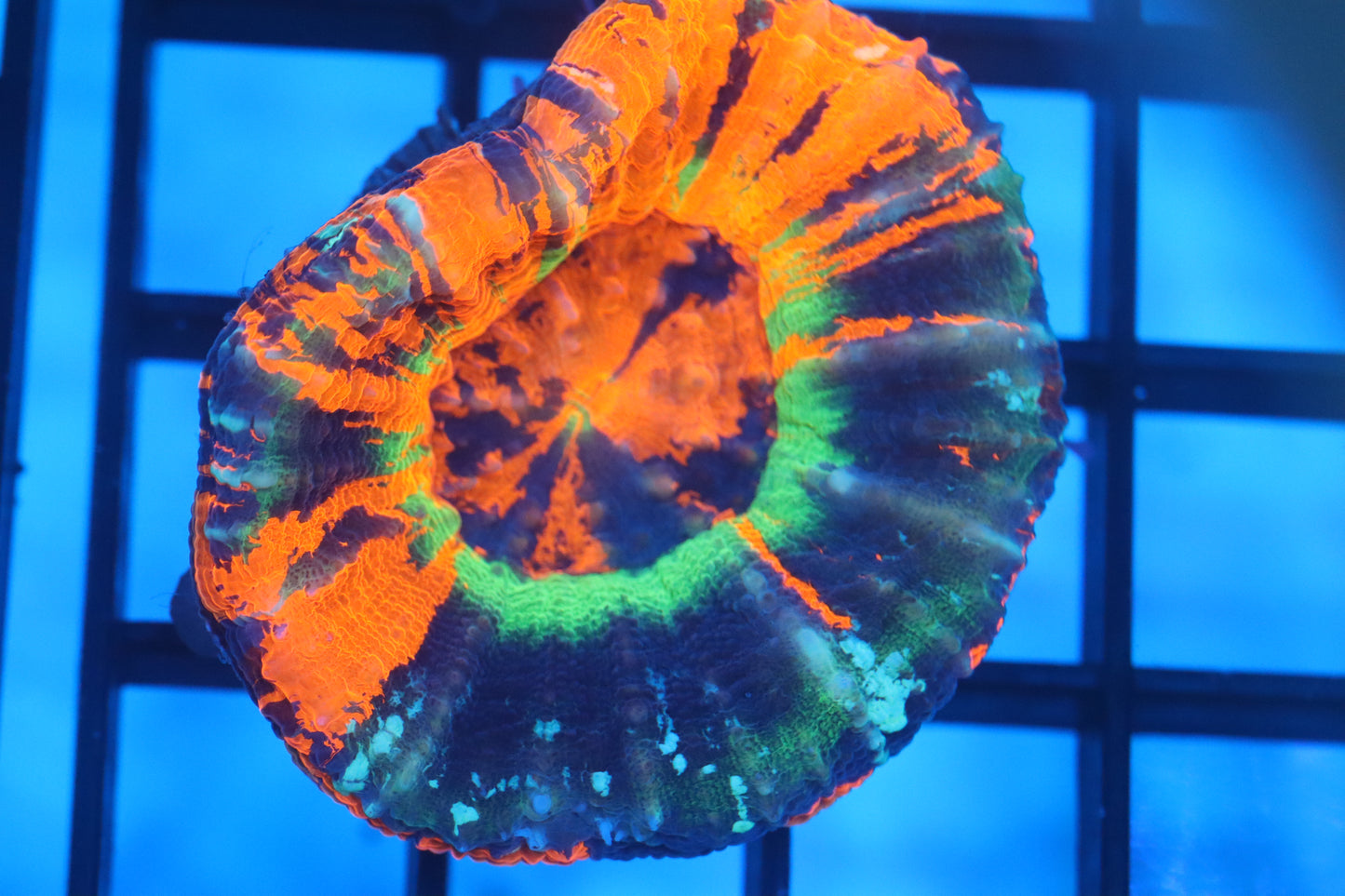 AUSSIE MASTER SCOLY (D29)