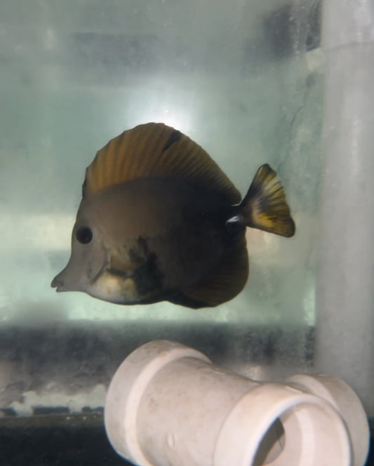 Aberrant koi tang - wysiwyg
