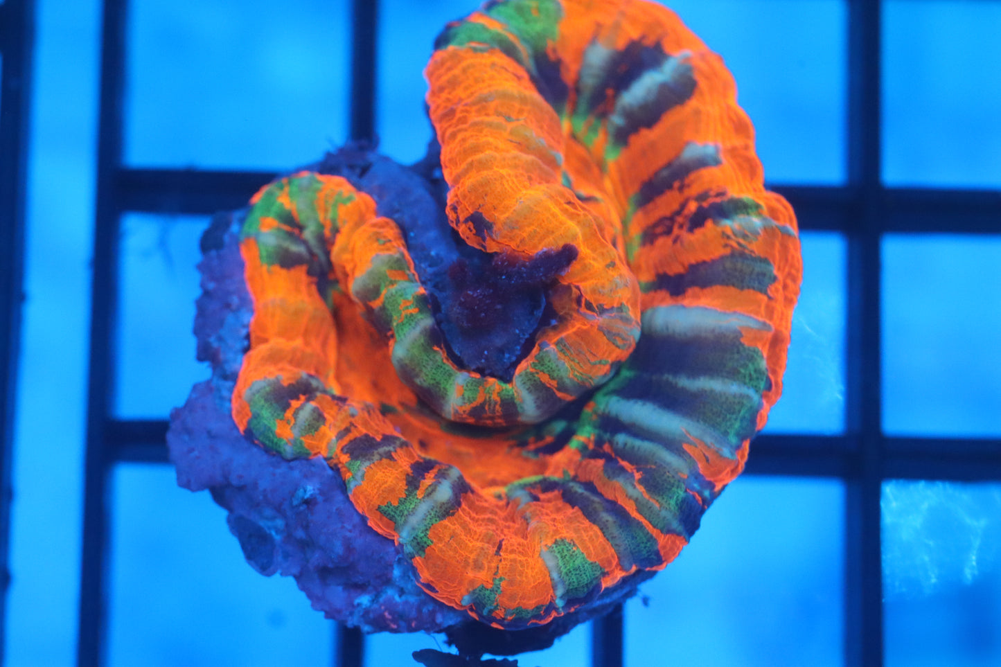 AUSSIE MASTER SCOLY (D30)