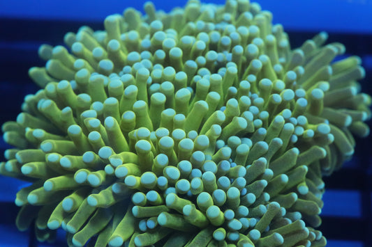 Banana Torch Colony (D44)