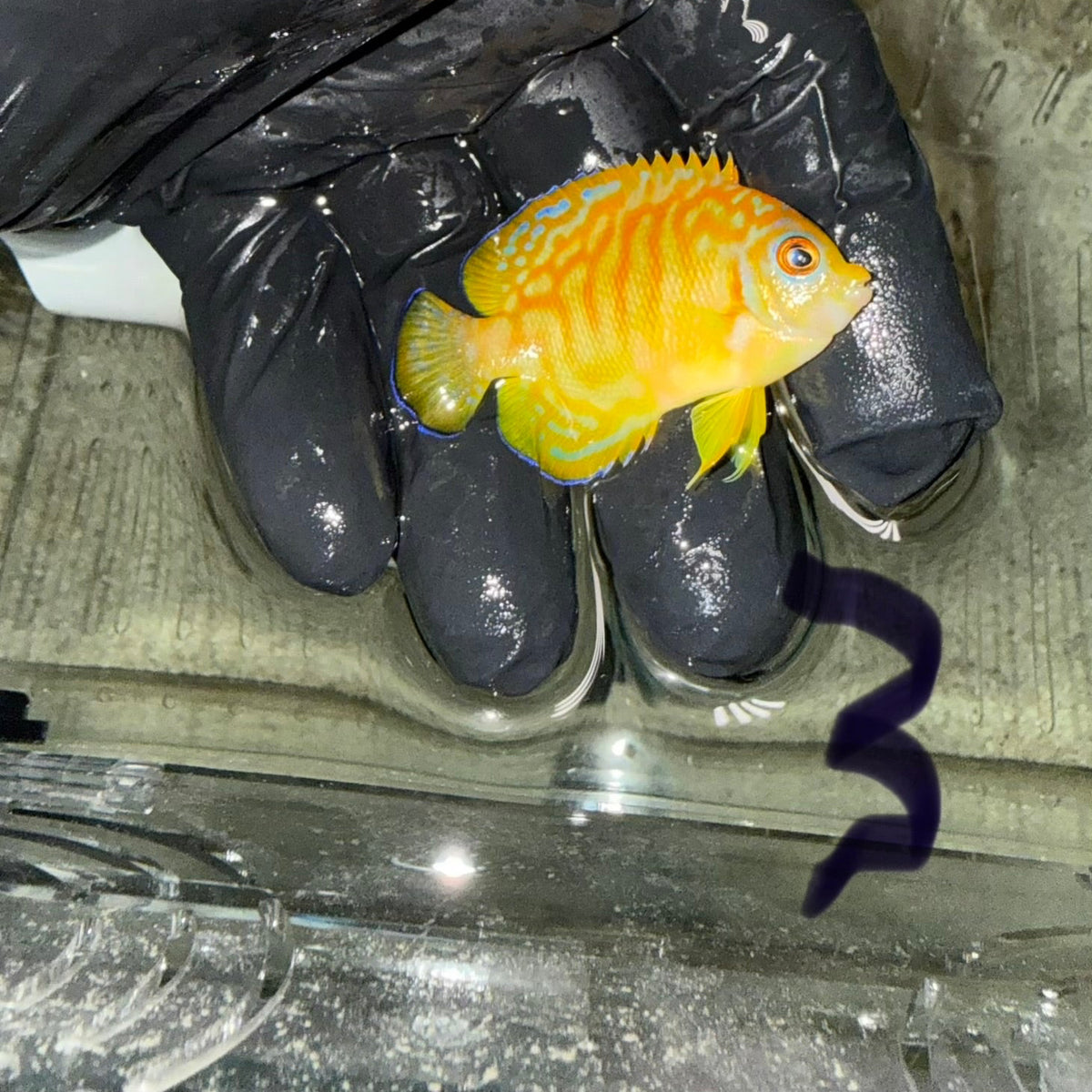 Hybrid Eibli Leopyge Angel (2” CB)-WYSIWYG #3