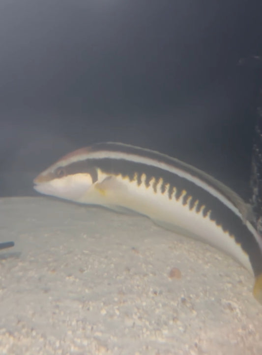 Coris musume - 10”