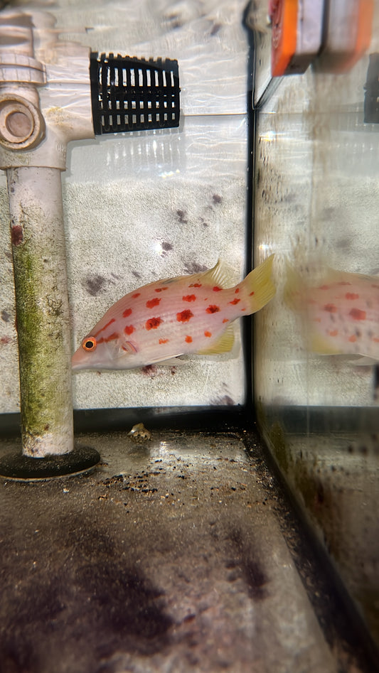 Red Sashed Hogfish-Bodianus Rubrisos (wysiwyg)