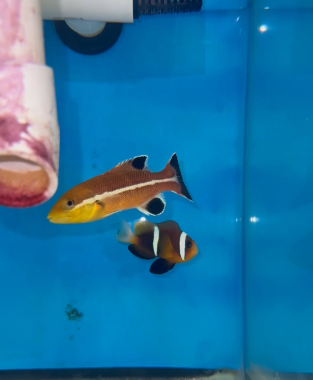 Semicossyphus reticulatus - sheepshead wrasse