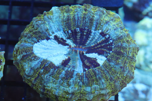 Green Aussie Acantho (D58)