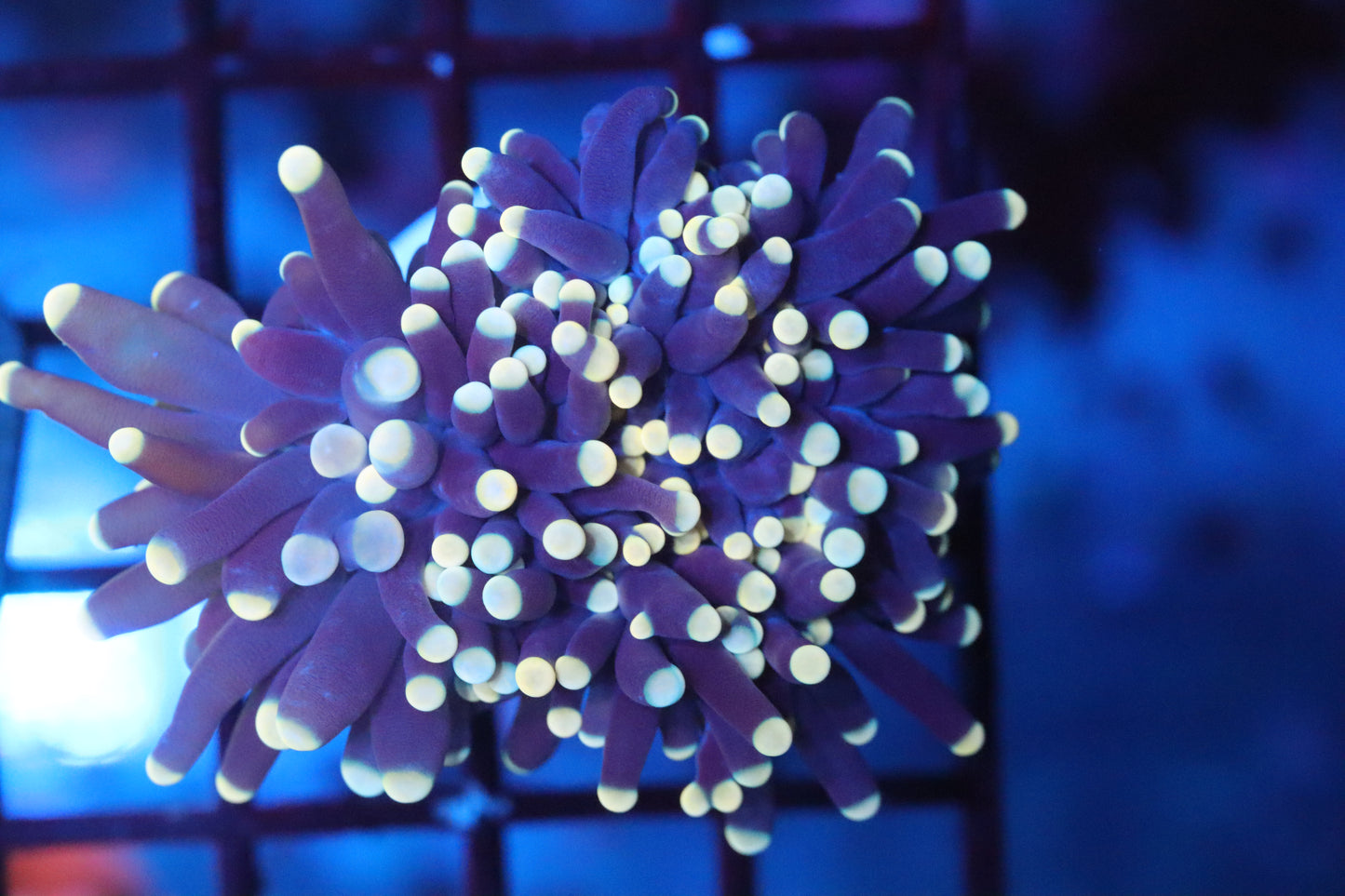 Pink Tip Torch (A10)