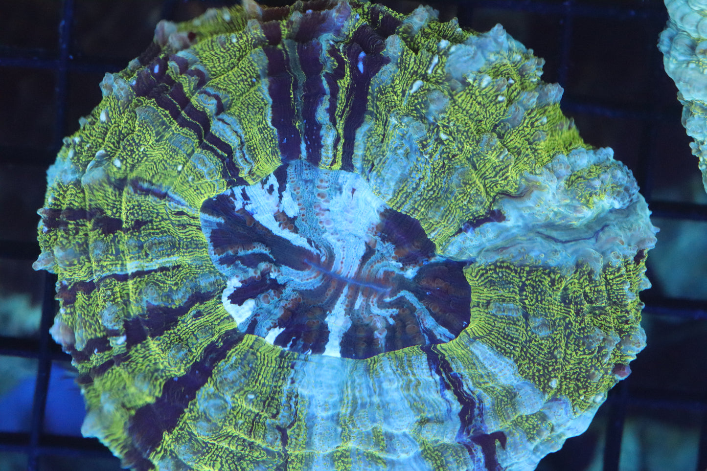 Green Aussie Acantho (D126) Medium