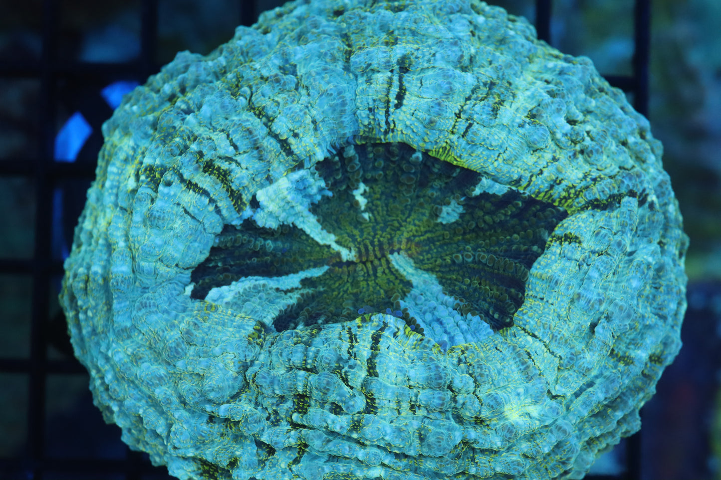 Aussie Acantho (D63) Medium