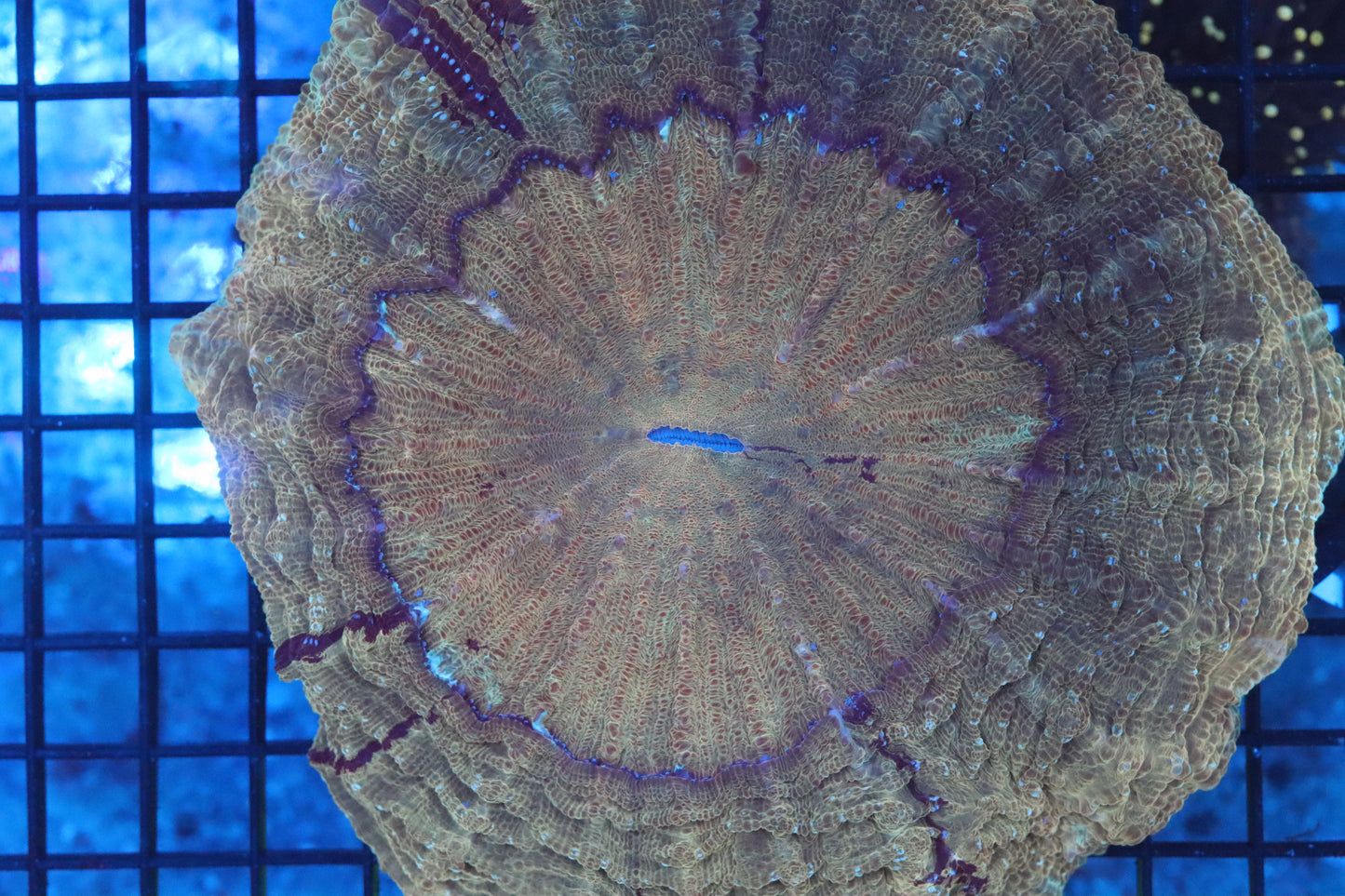 Ultra Acanthophyllia (D63) Show Size 7"