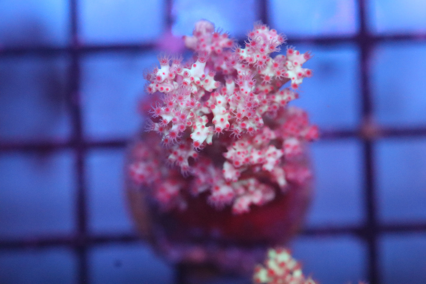 Yellow & Purple Kenya Tree (D65)