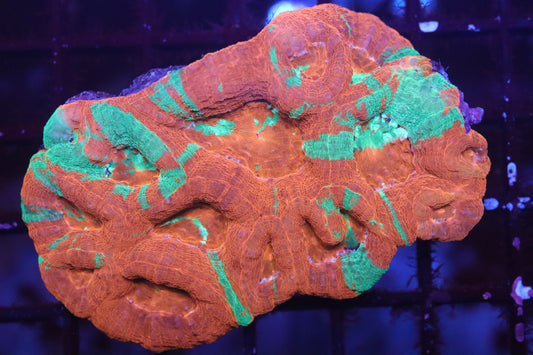 Bleeding Apple Bowerbanki Colony (D69)