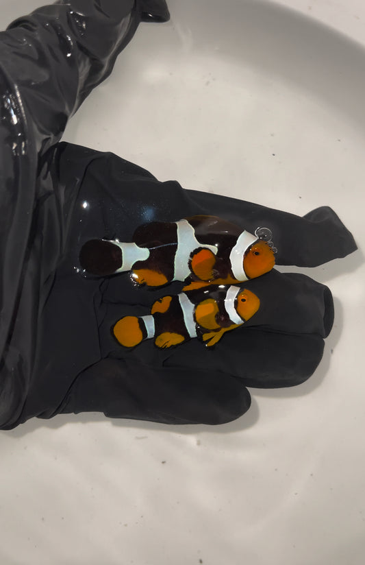 True Percula Clownfish-super black pair wysiwyg