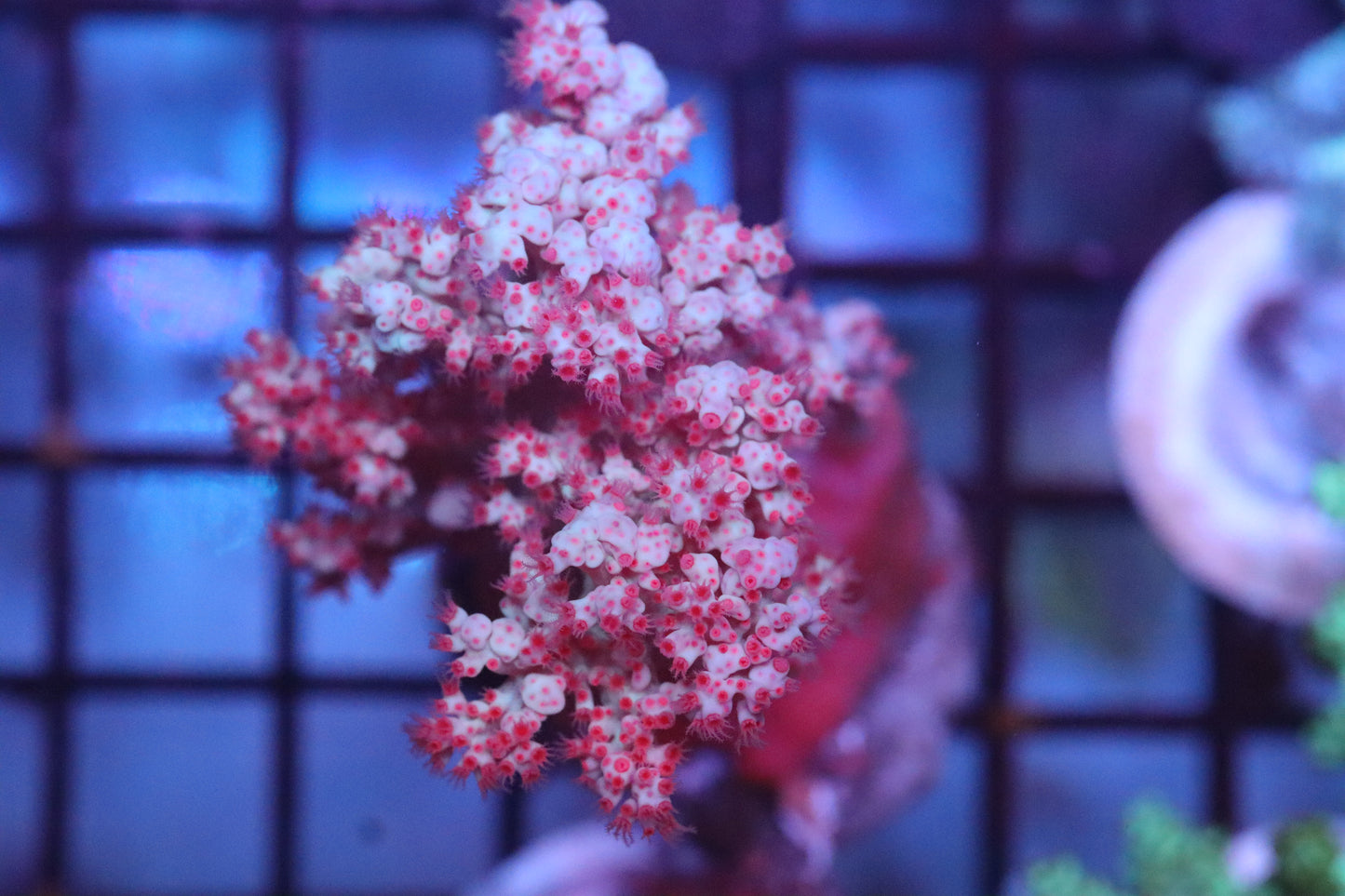 Purple Kenya Tree (D70)