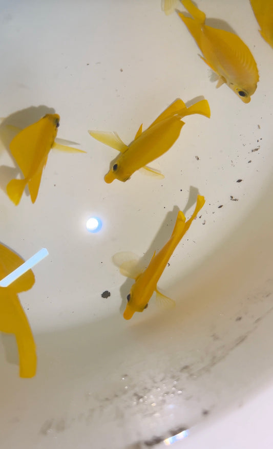 Yellow Tang group of of 5