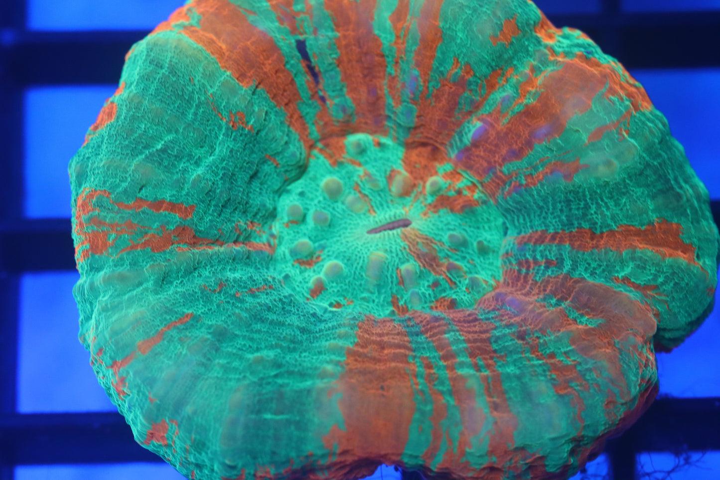 Bleeding Apple Scoly (D79)