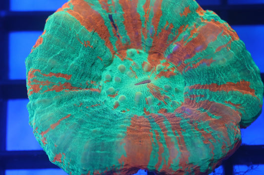 Bleeding Apple Scoly (D79)