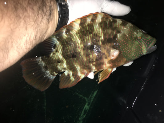 Triple Tail Wrasse (6")
