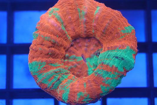 Reverse Bleeding Apple Scoly (D81)