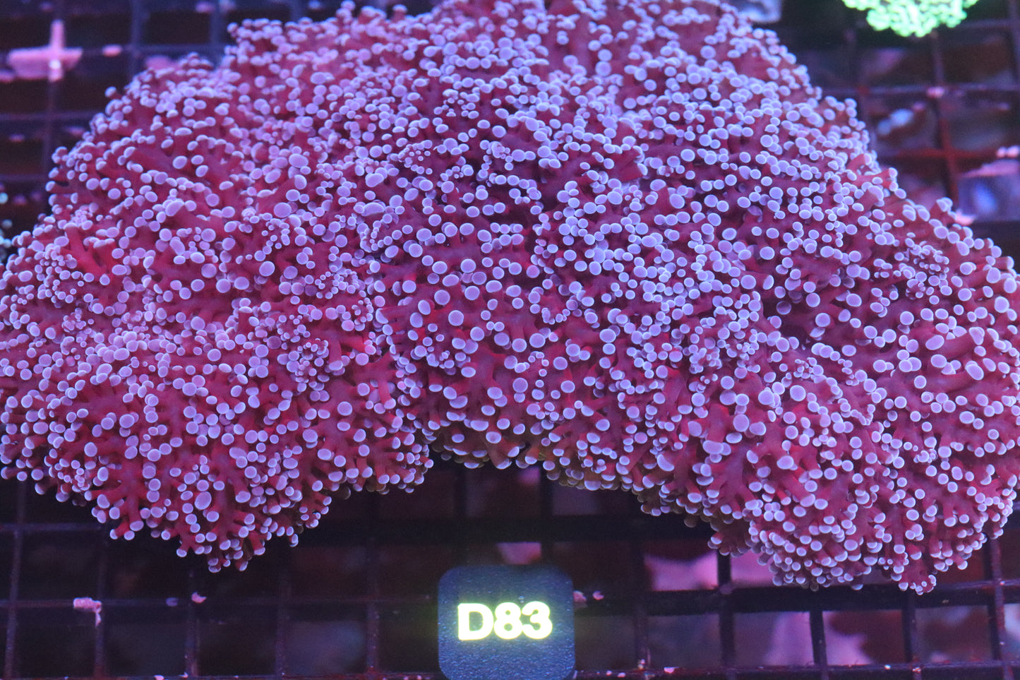 Purple w/ Blue Tips Wall Frogspawn (D83)