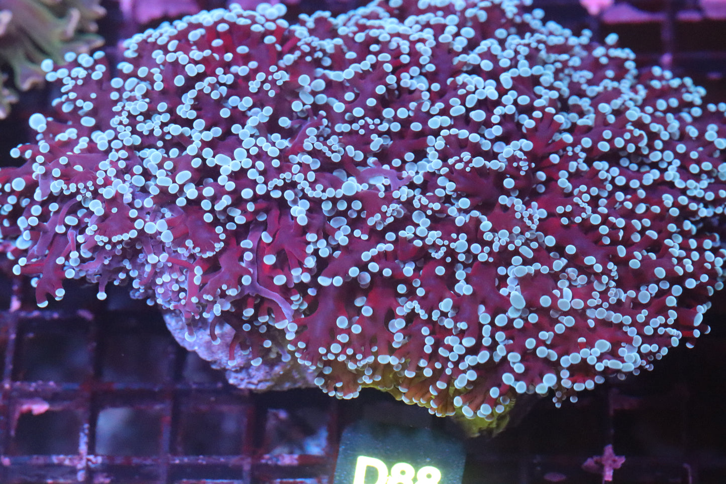 Purple w/ Teal Tips Wall Frogspawn (D88)
