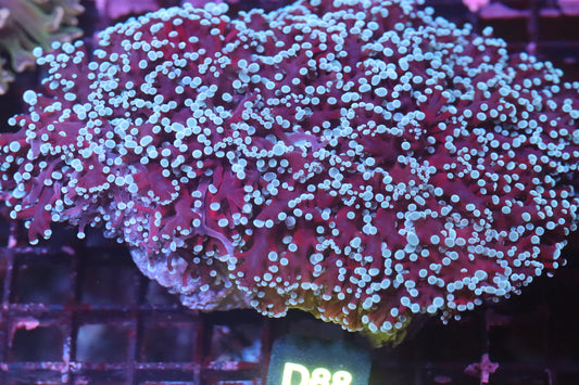 Purple w/ Teal Tips Wall Frogspawn (D88)