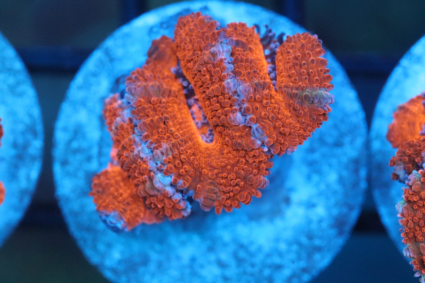 Red w/Blue stripe Micromussa (B155)