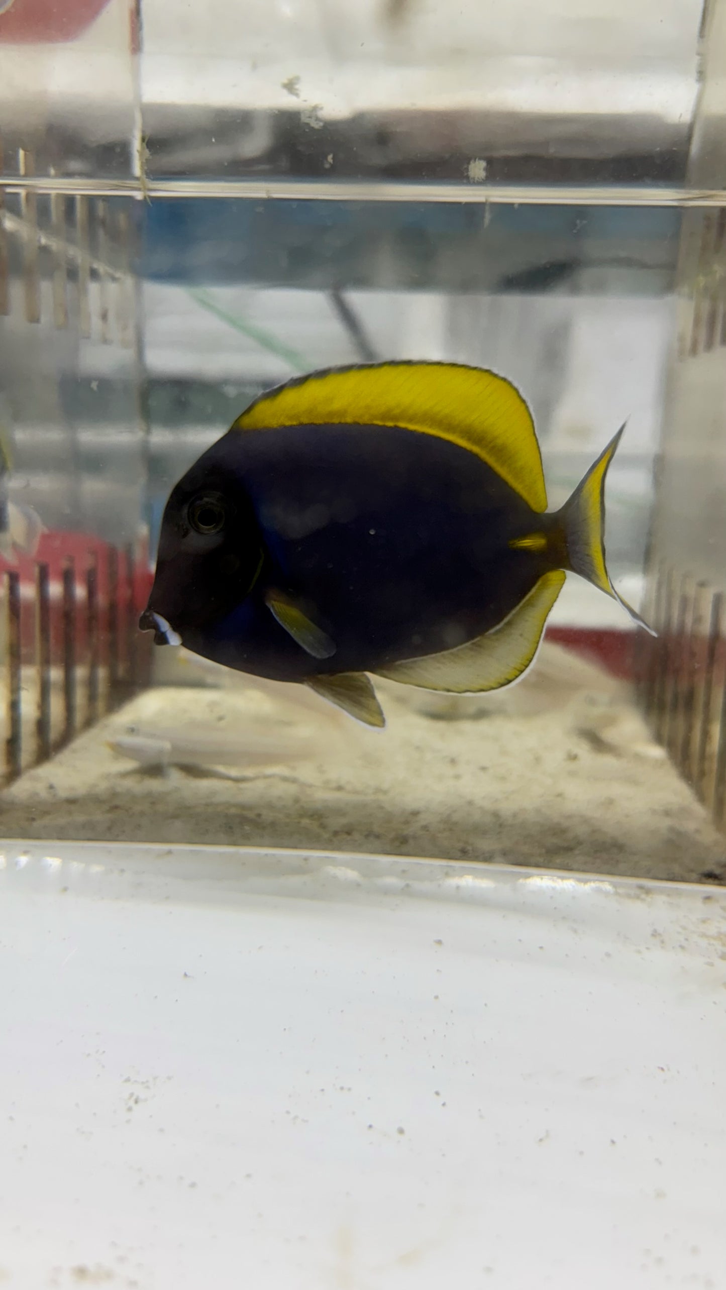 Powder Blue Tang | Acanthurus leucosternon (3” Hybrid/Color Morph)- WYSIWYG