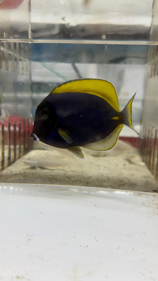 Powder Blue Tang | Acanthurus leucosternon (3” Hybrid/Color Morph)- WYSIWYG